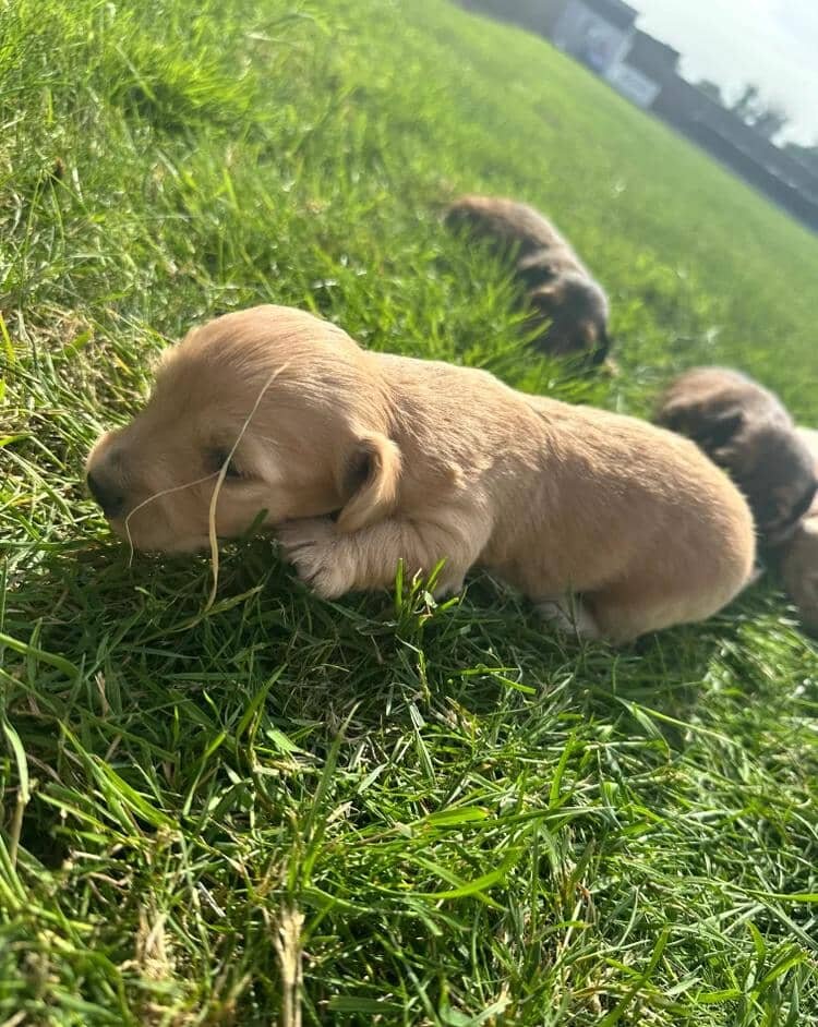 KC REG READY NOW! long haired miniature dachshund image 1