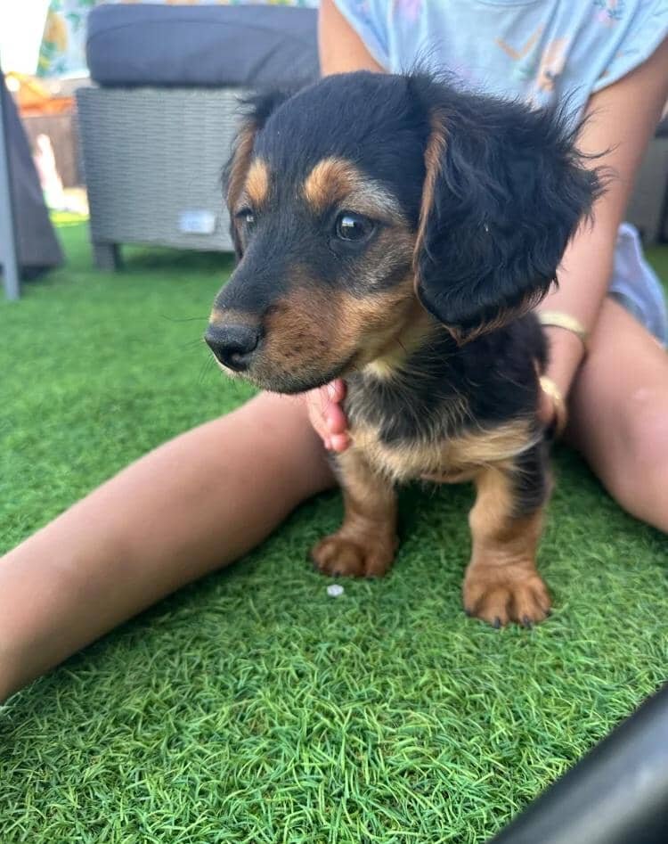 KC REG READY NOW! long haired miniature dachshund image 4