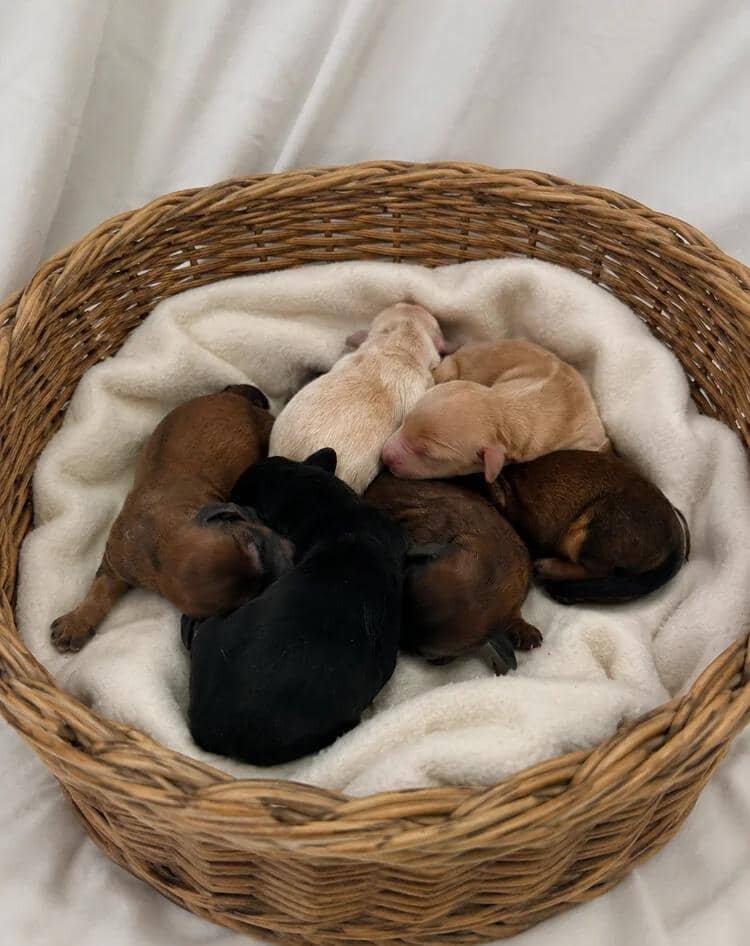 KC REG READY NOW! long haired miniature dachshund image 7
