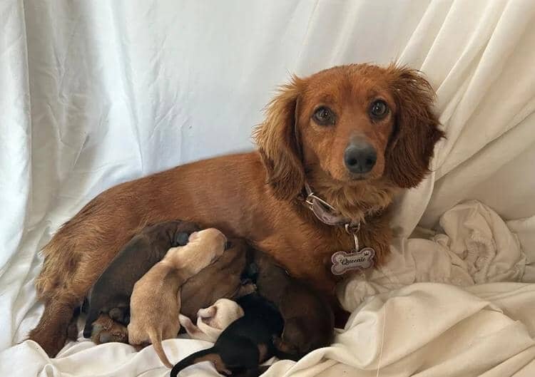 KC REG READY NOW! long haired miniature dachshund image 9