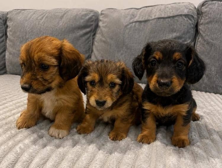 KC REG READY NOW! long haired miniature dachshund image 10