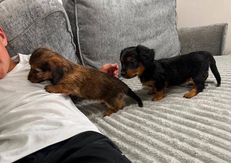 KC REG READY NOW! long haired miniature dachshund image 8