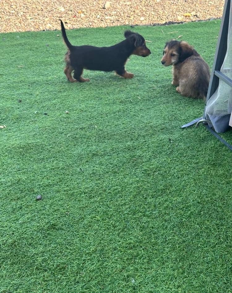 KC REG READY NOW! long haired miniature dachshund image 6
