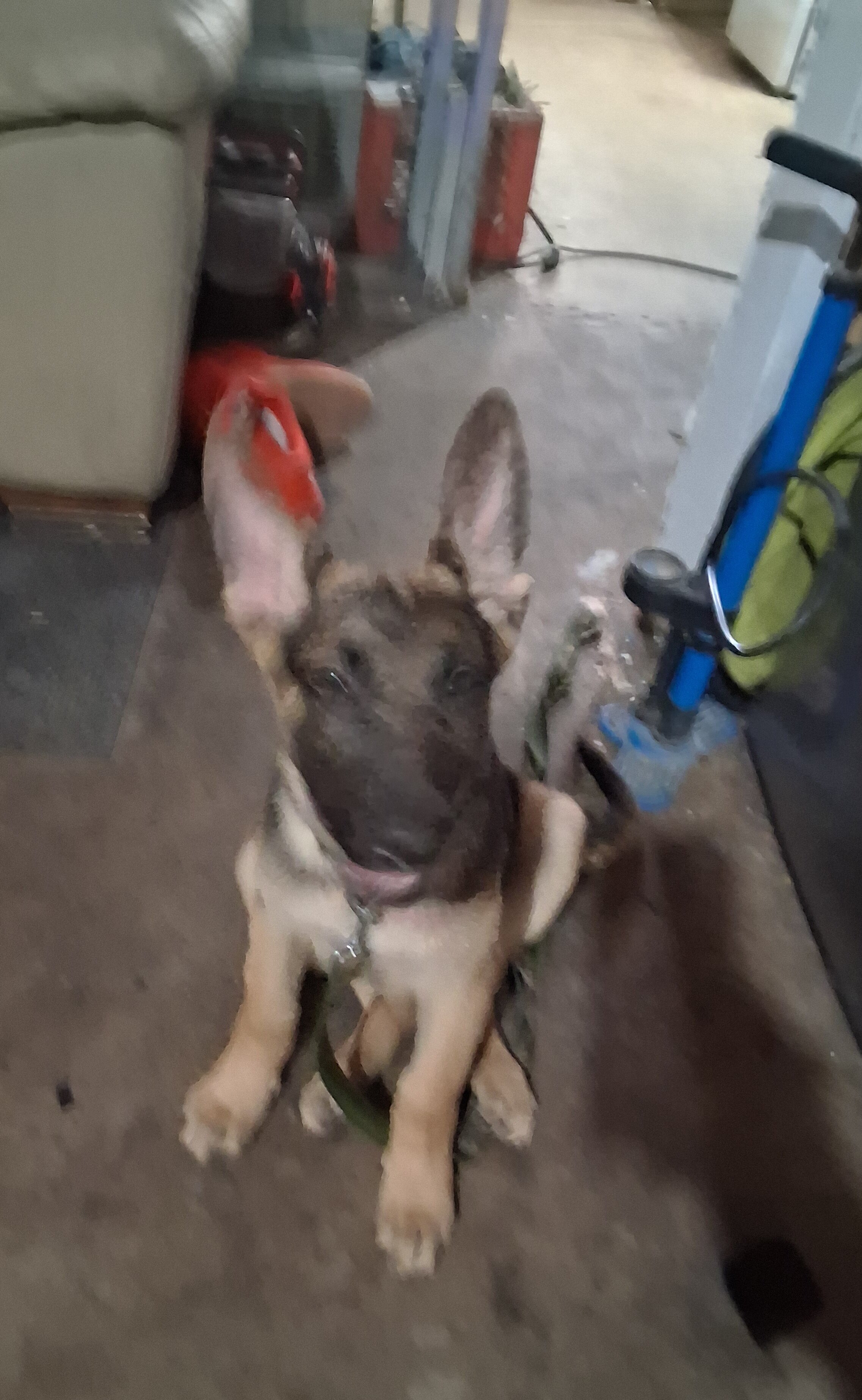 German shepherd puppy image 2