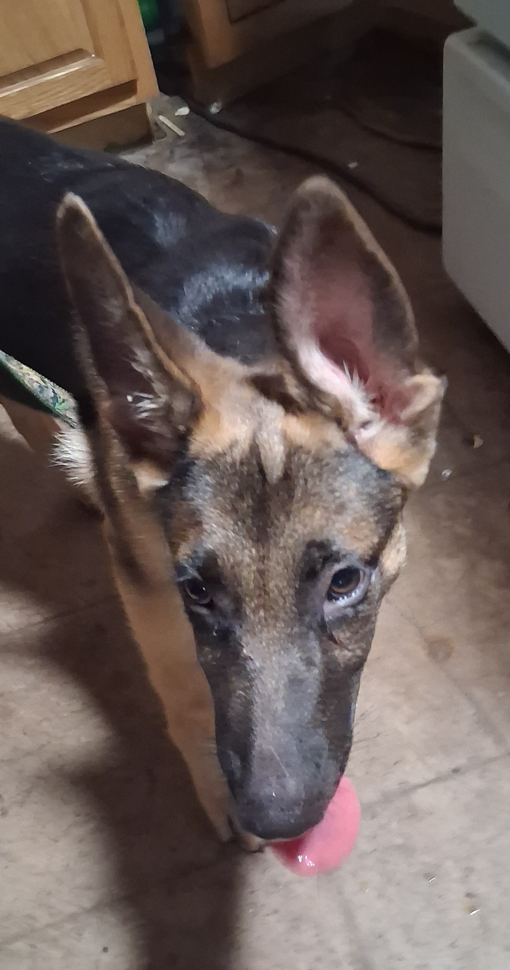 German shepherd puppy image 1