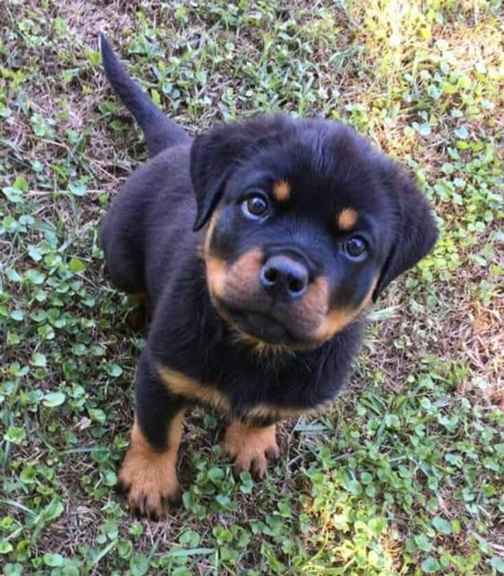 Rottweiler image 5