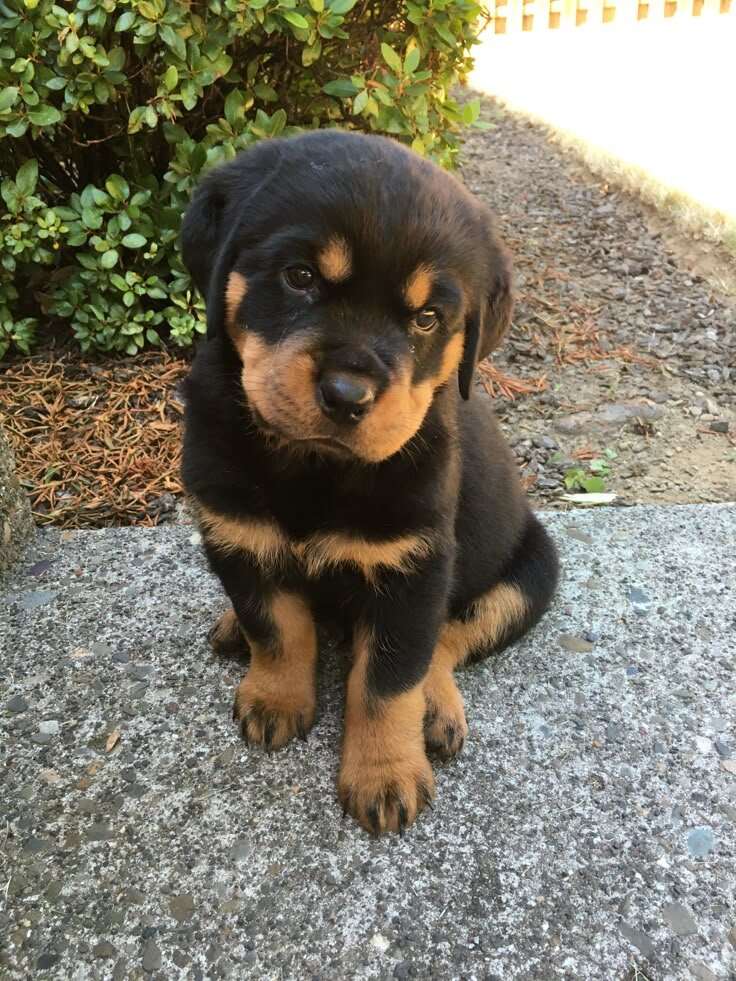 Rottweiler image 8