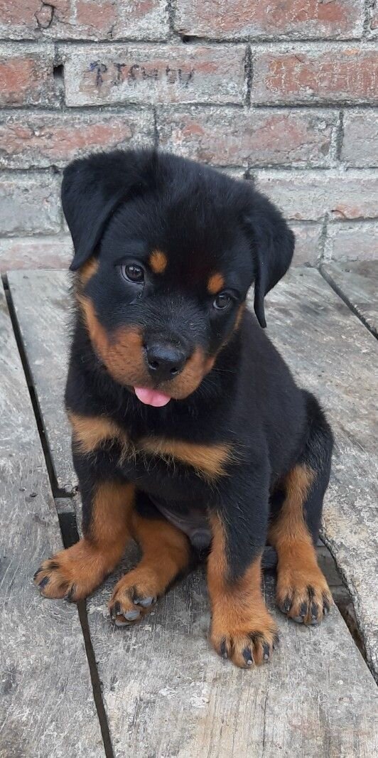 Rottweiler image 9