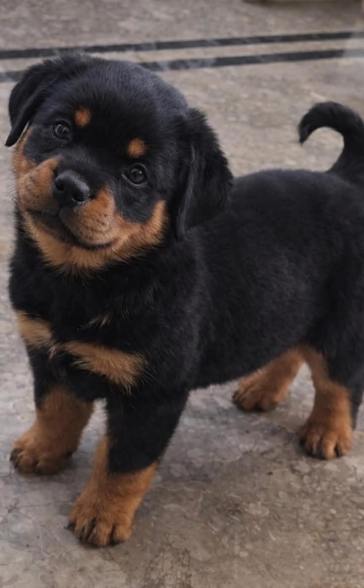 Rottweiler image 10