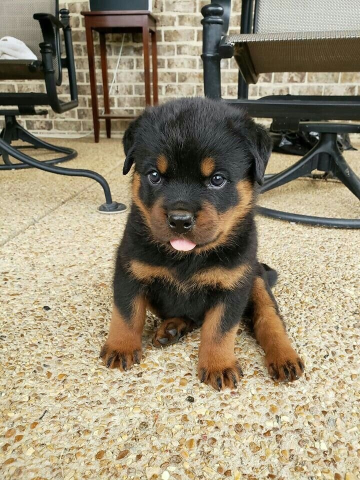 Rottweiler image 7