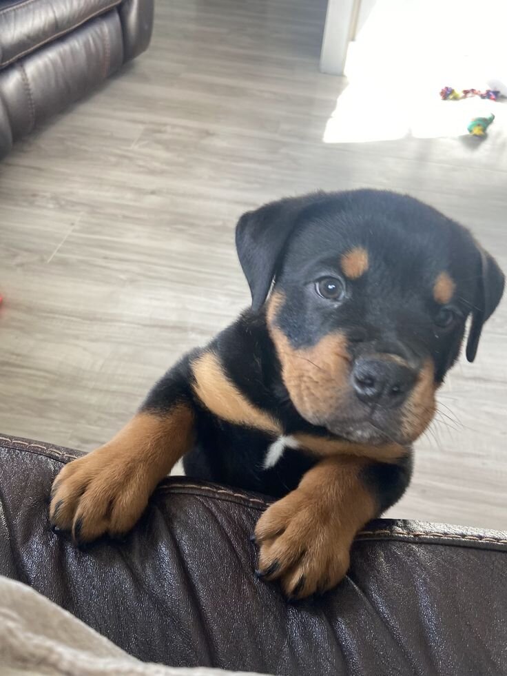 Rottweiler image 4