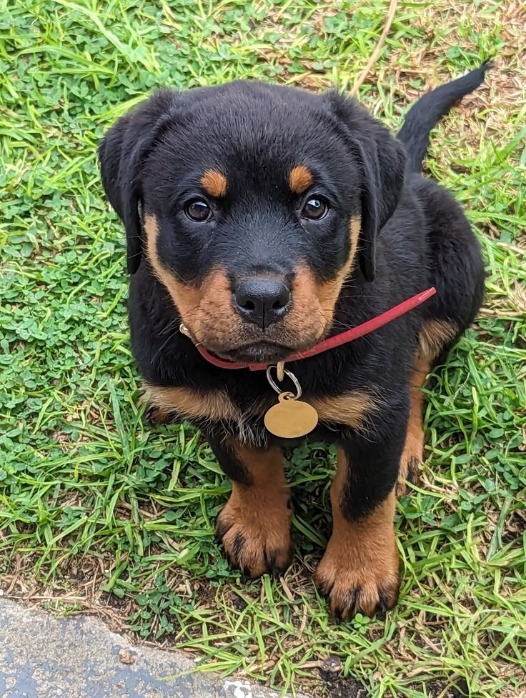 Rottweiler image 3