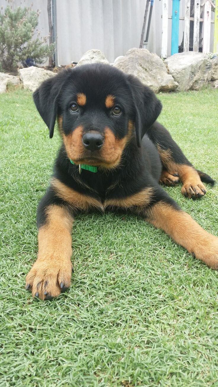 Rottweiler image 2