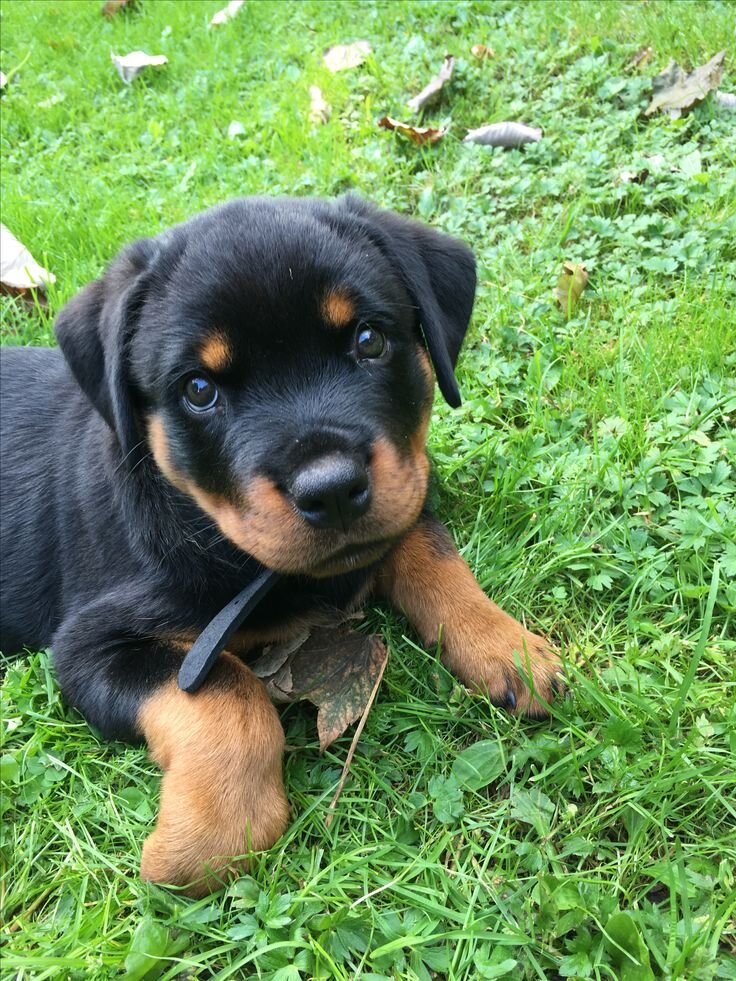 Rottweiler image 1