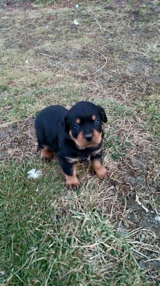 Rottweiler image 6