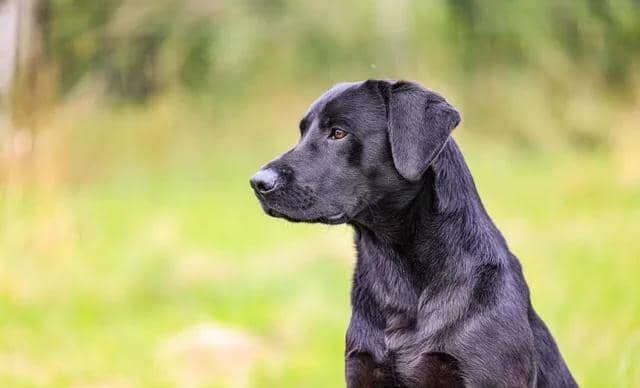 Stunning labrador puppies Labrador Retriever image 1