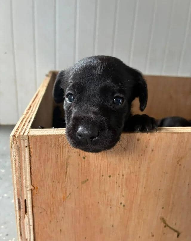 Stunning labrador puppies Labrador Retriever image 3