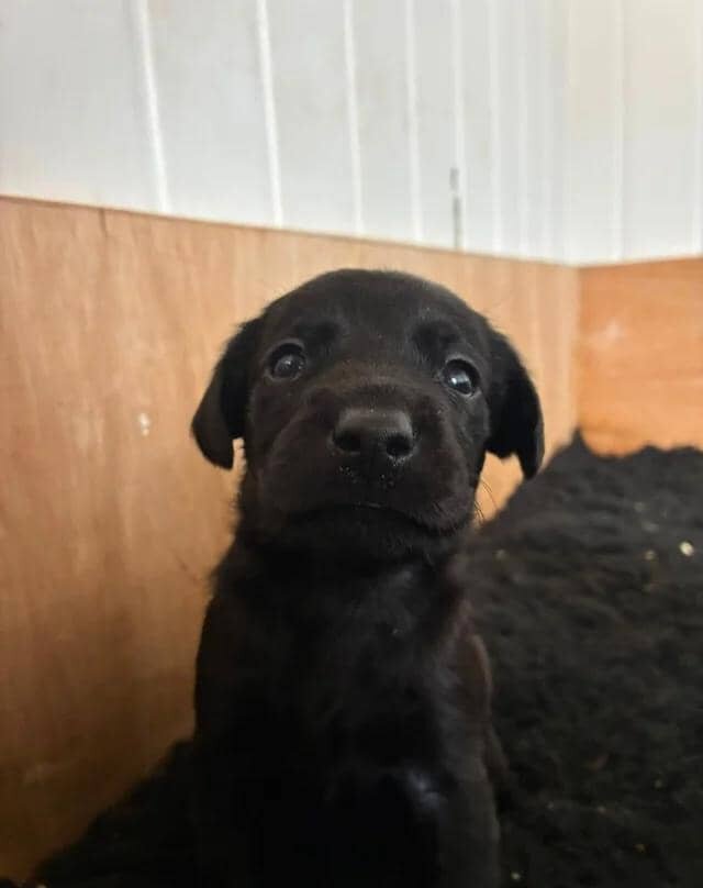 Stunning labrador puppies Labrador Retriever image 2