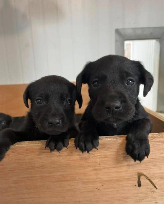 Stunning labrador puppies Labrador Retriever image 6