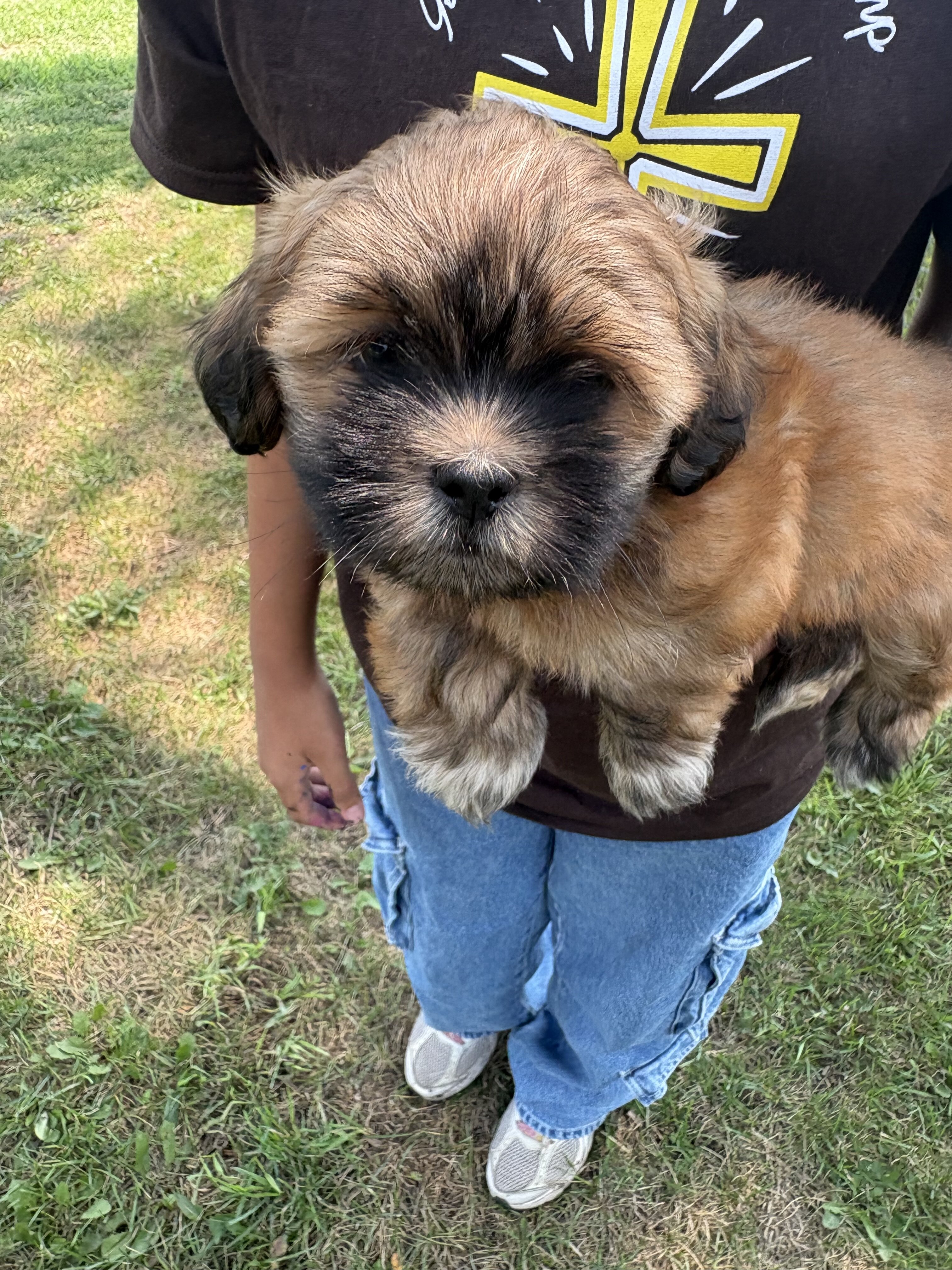 Lhasa Apso puppies image 1