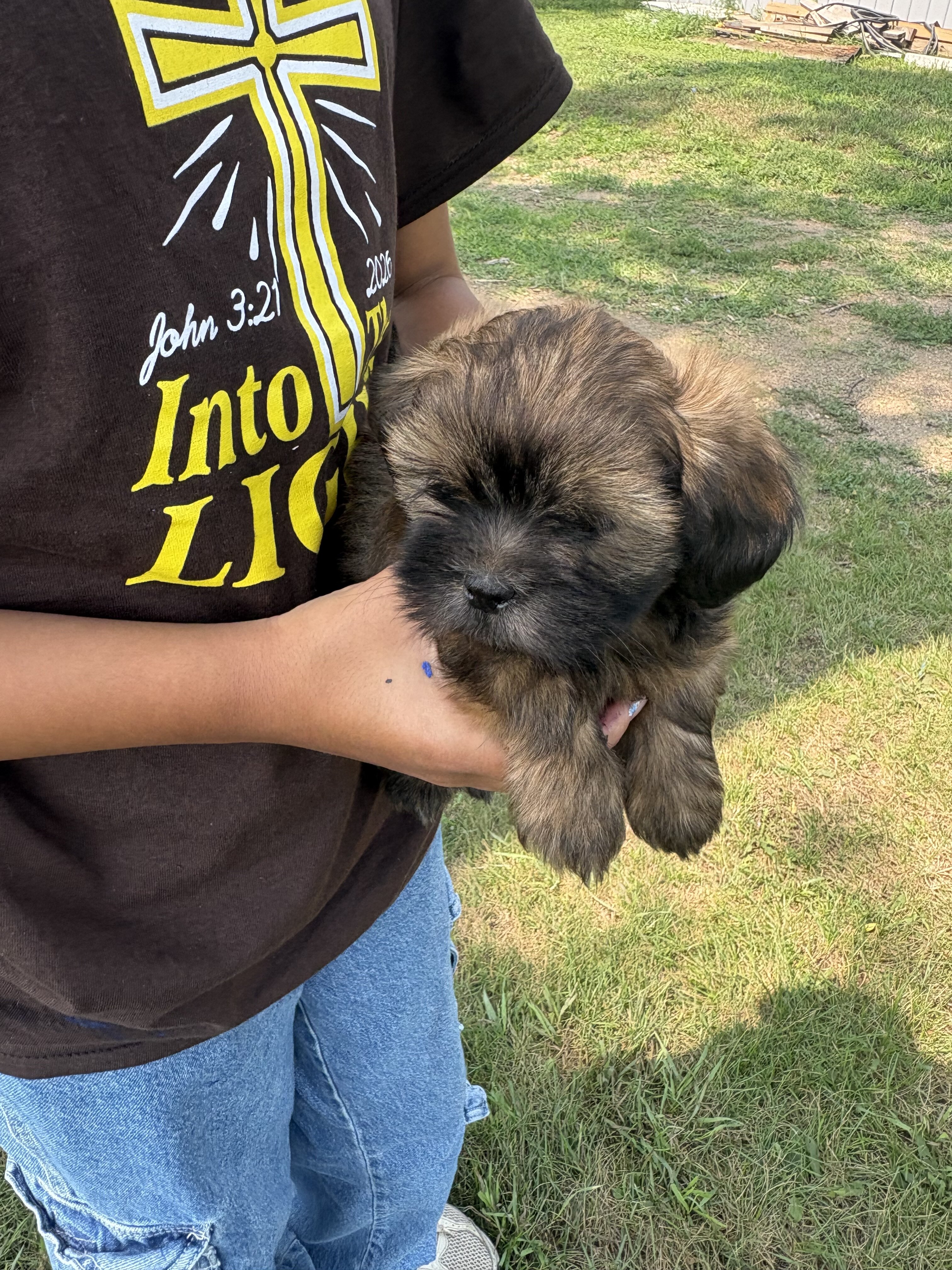 Lhasa Apso puppies image 2