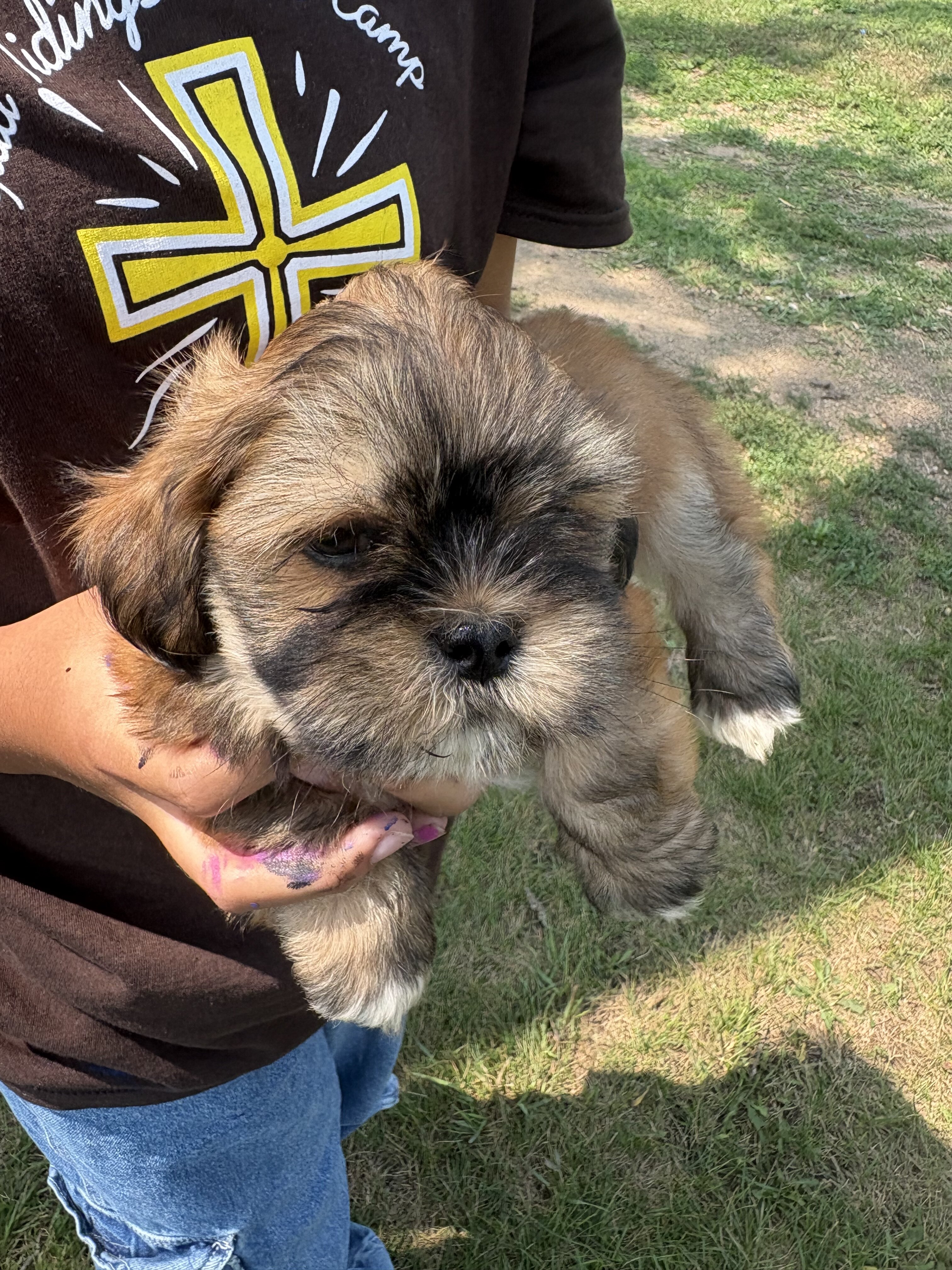 Lhasa Apso puppies image 3