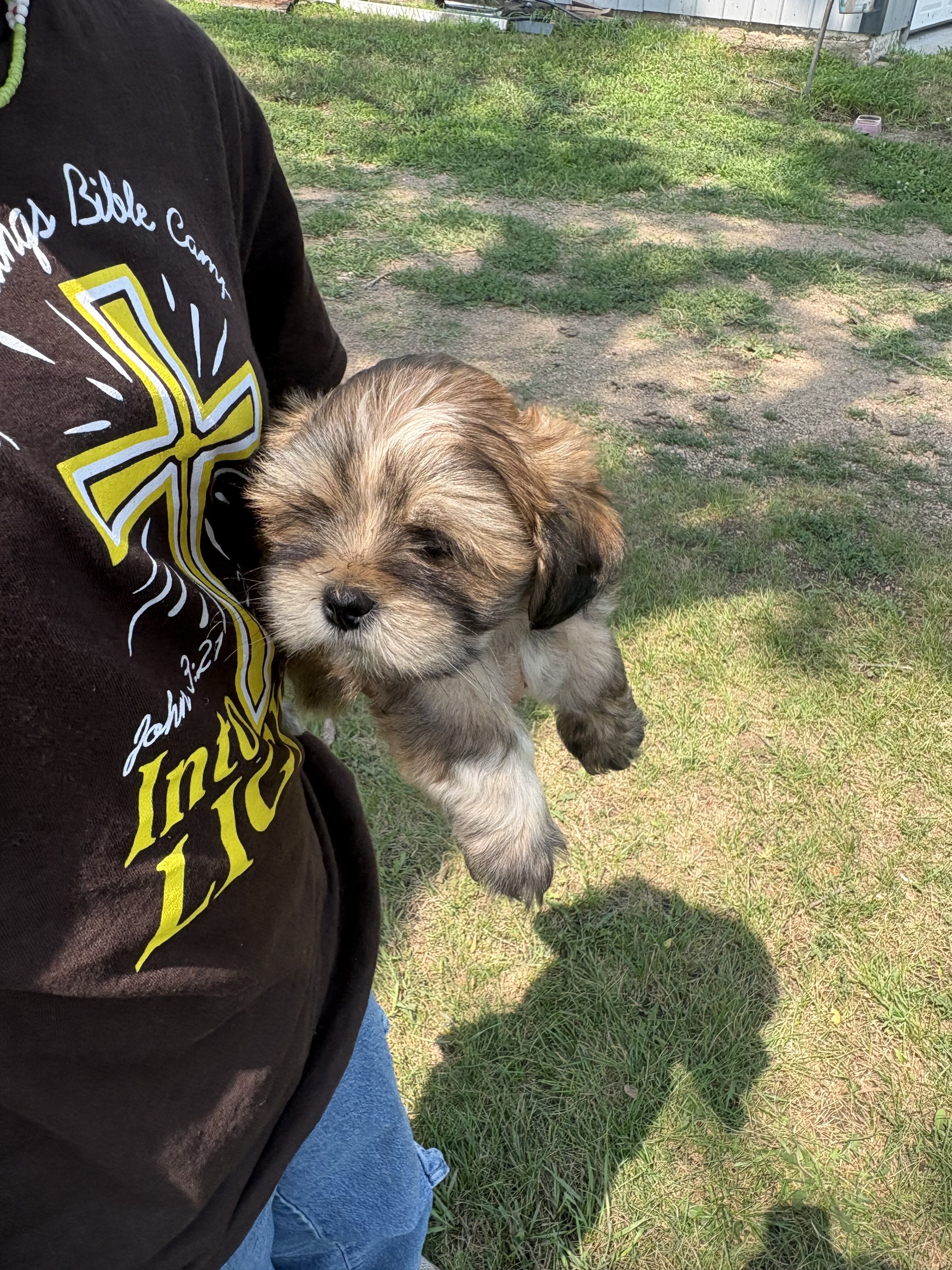 Lhasa Apso puppies image 4