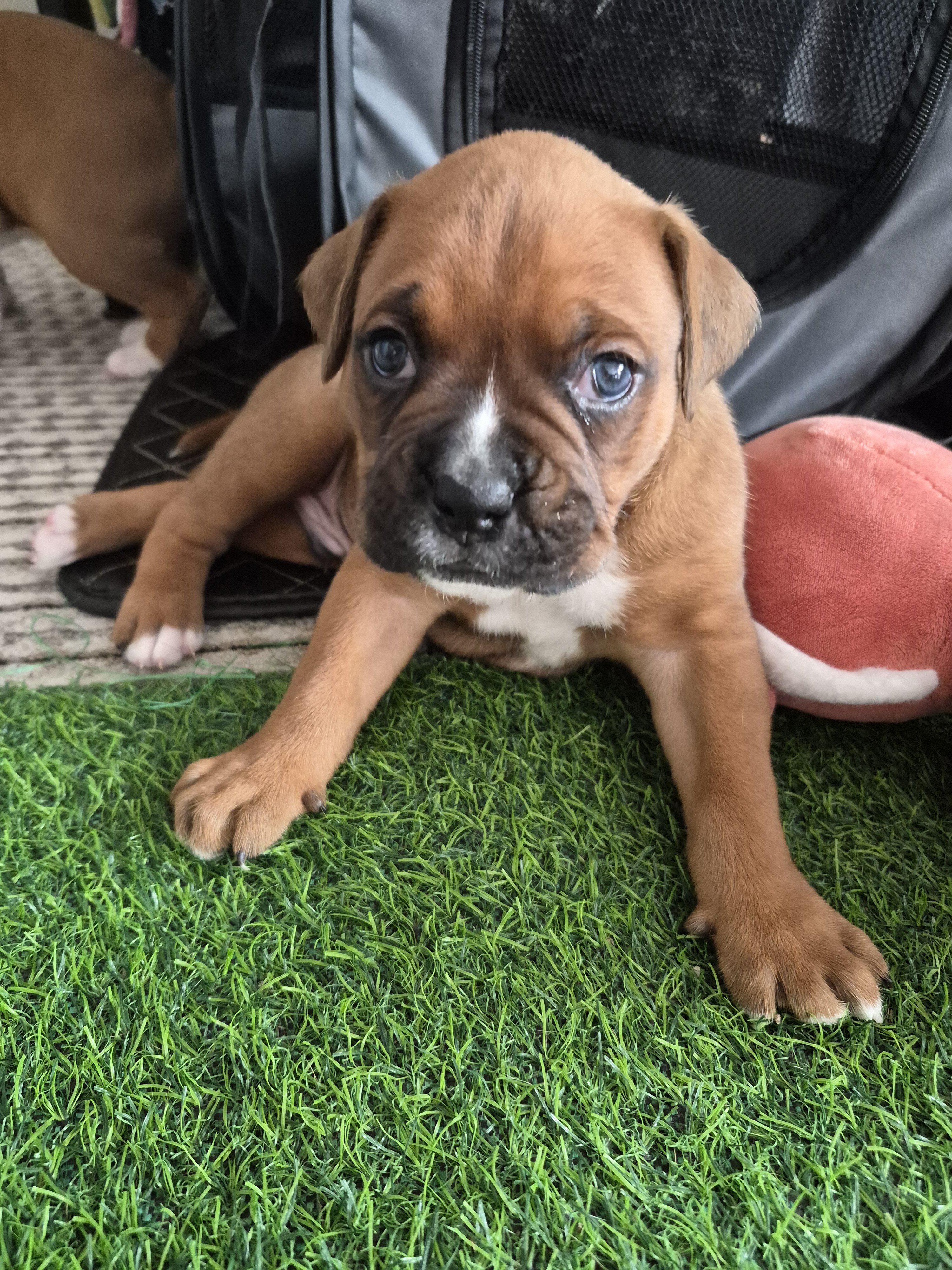Beautiful and Healthy Boxer image 3