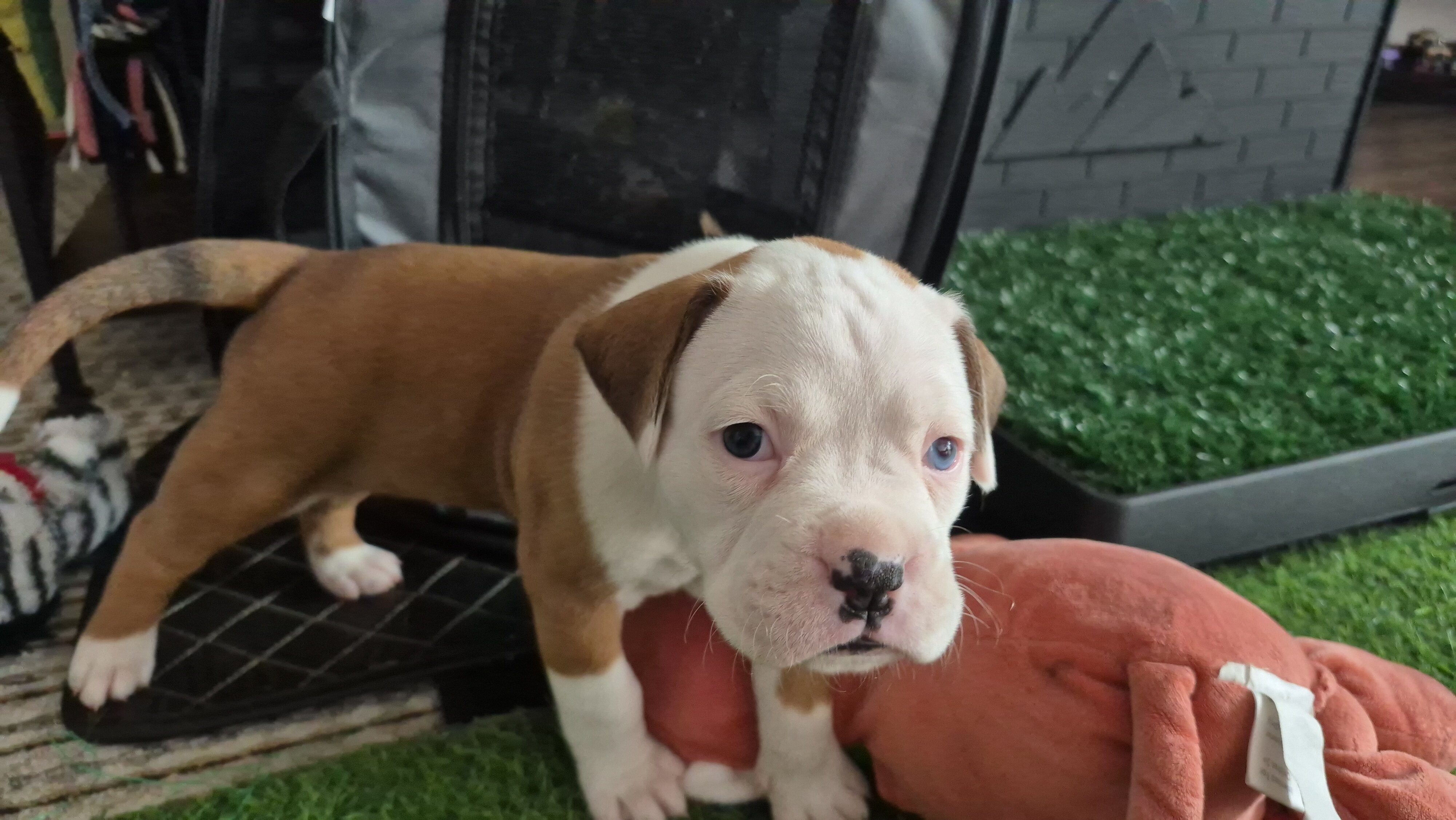 Beautiful and Healthy Boxer image 2