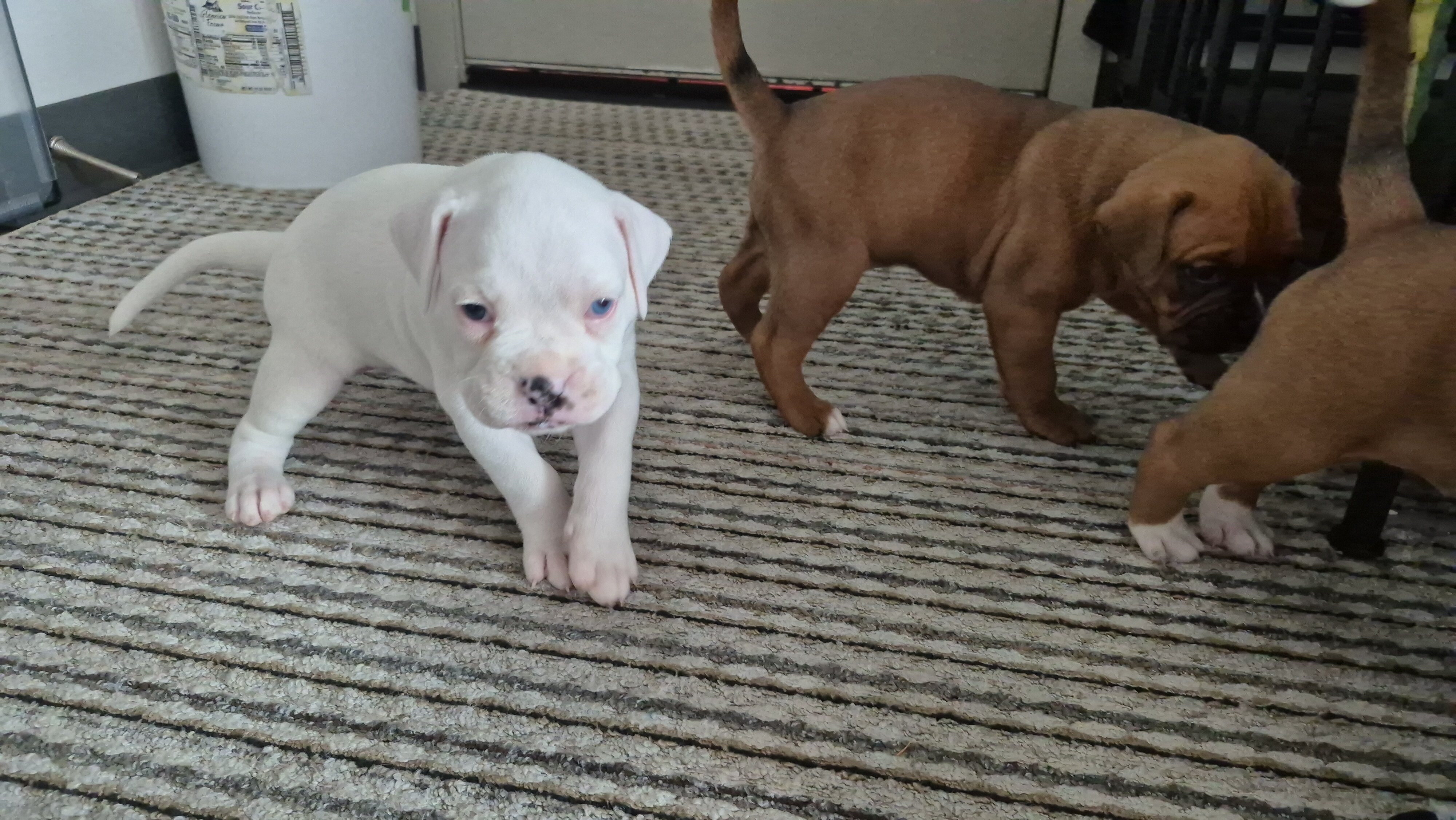 Beautiful and Healthy Boxer image 1