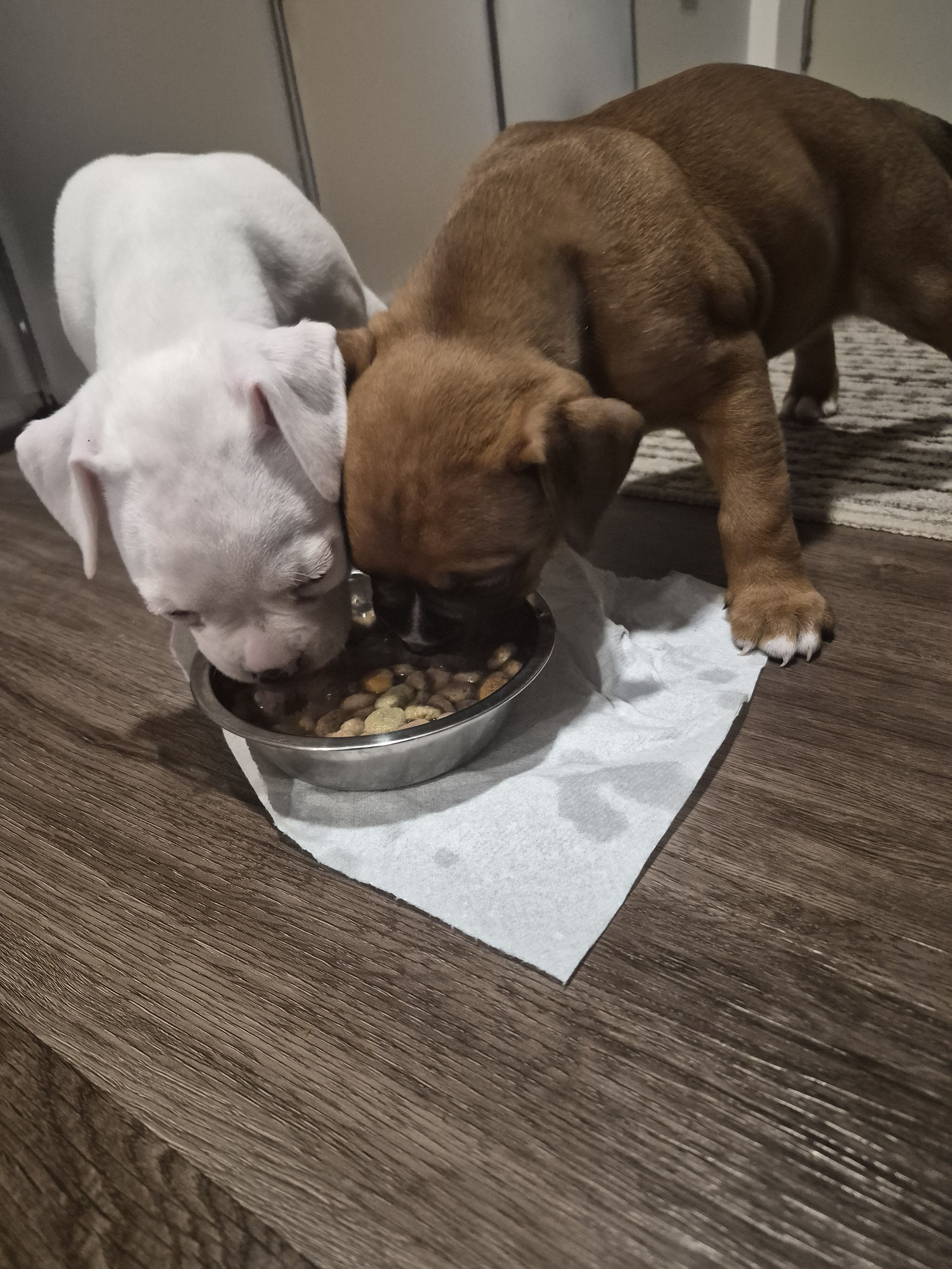 Beautiful and Healthy Boxer image 5