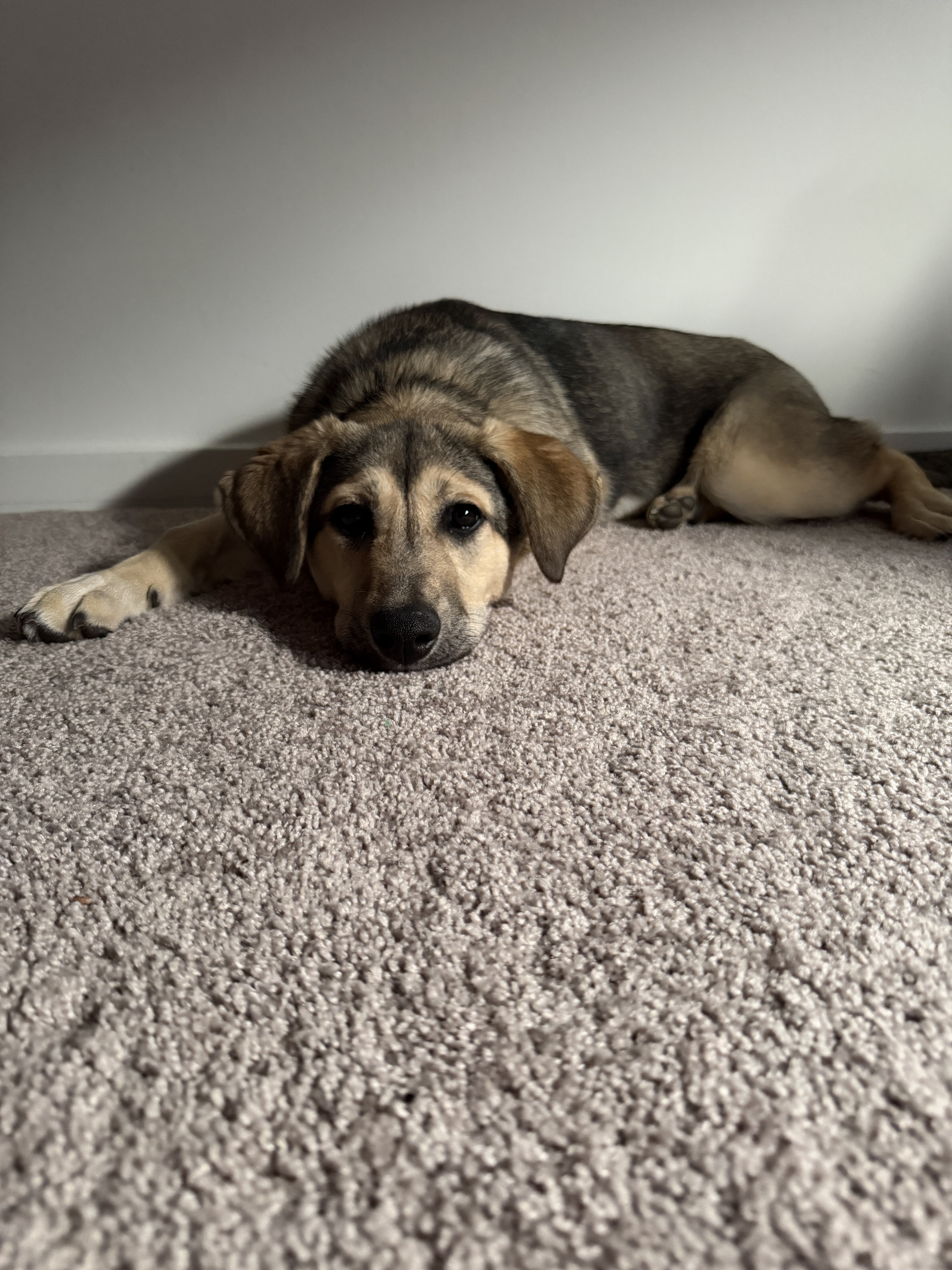 Shepard Mix Pup image 2