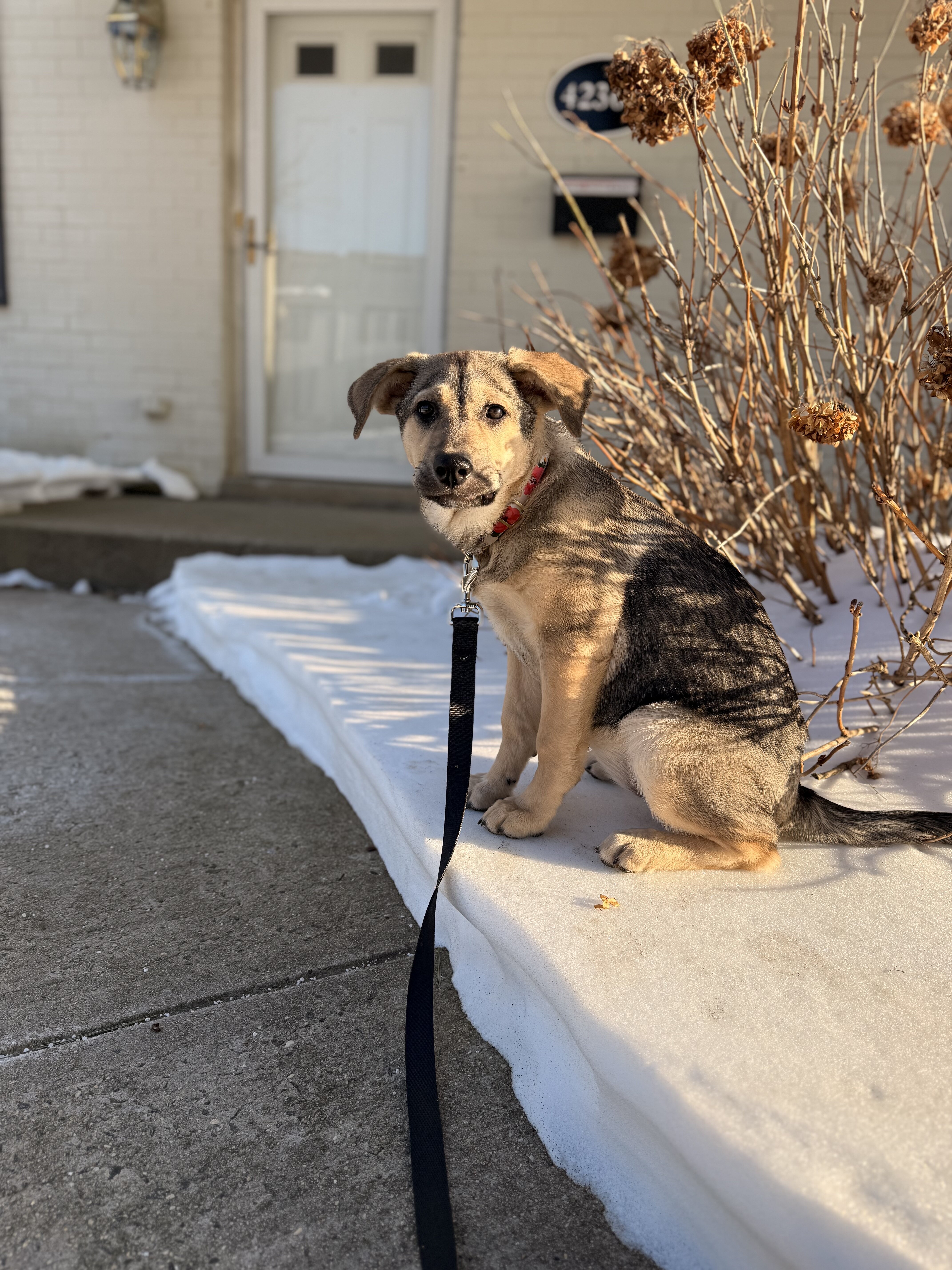 Shepard Mix Pup image 5