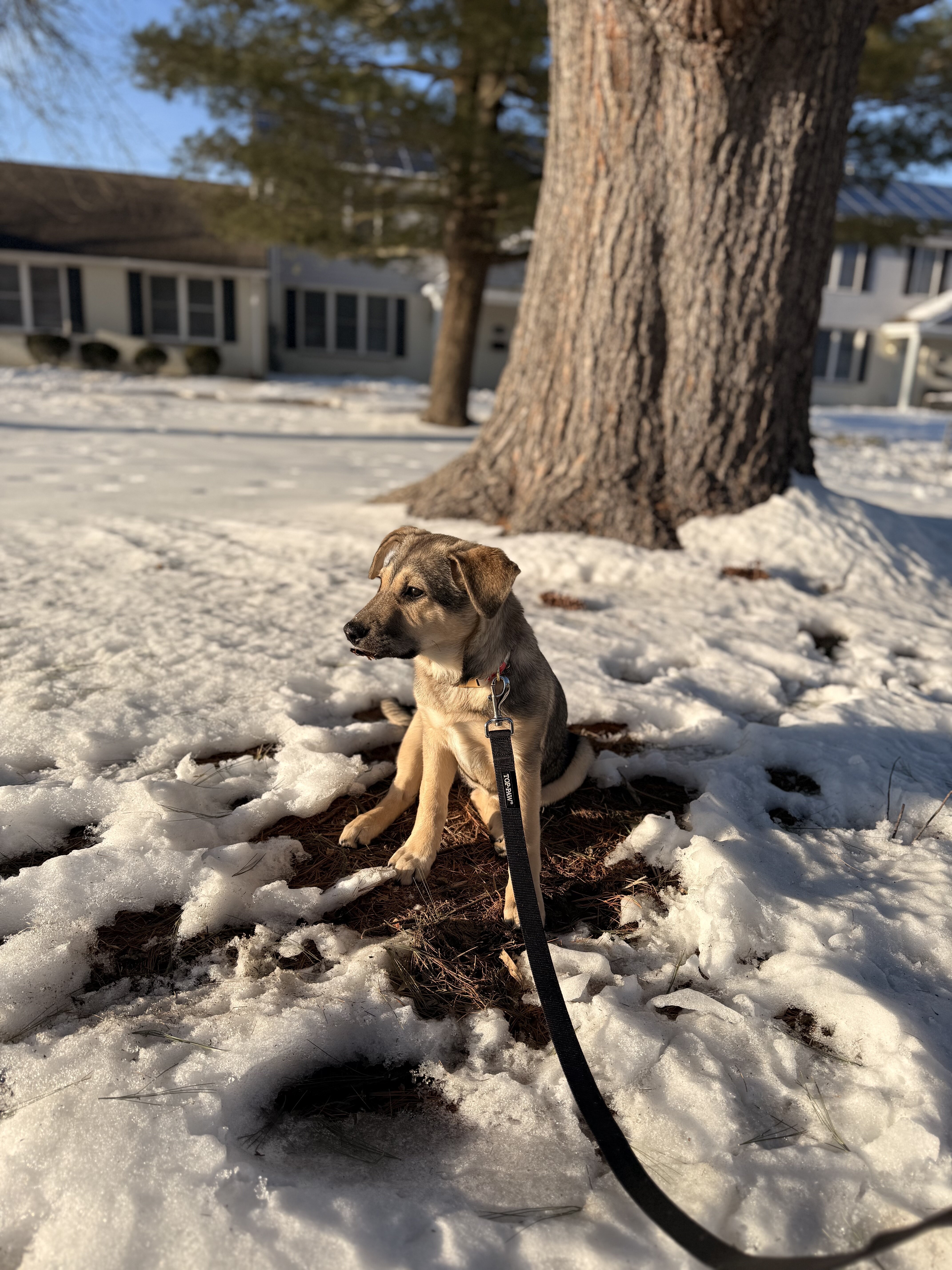 Shepard Mix Pup image 4