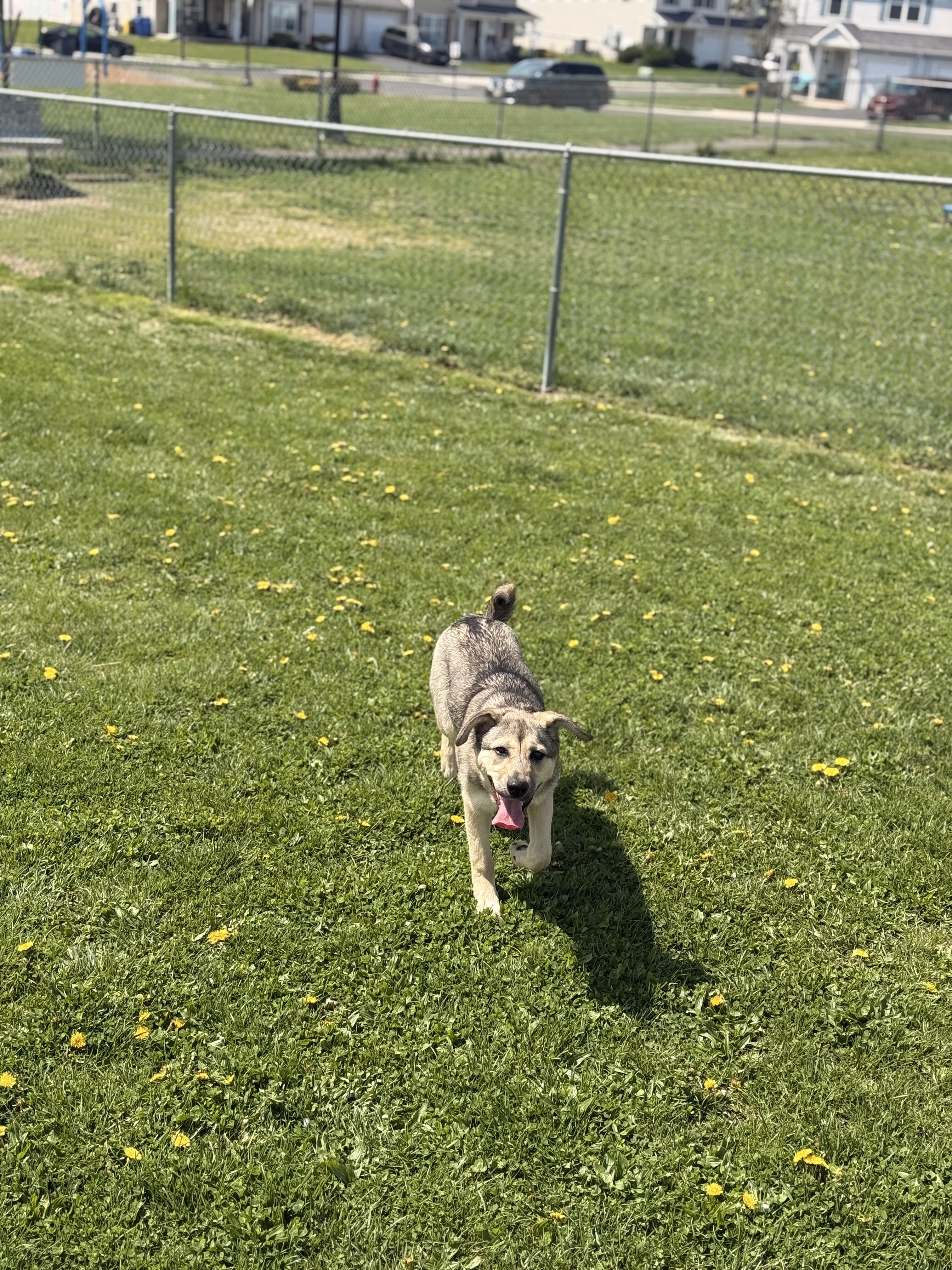 Shepard Mix Pup image 1