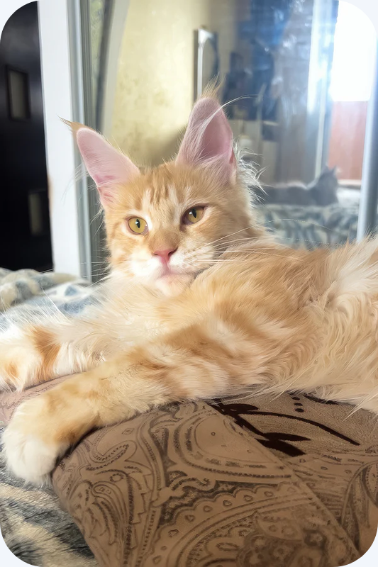Beautiful Maine Coon Girl image 1
