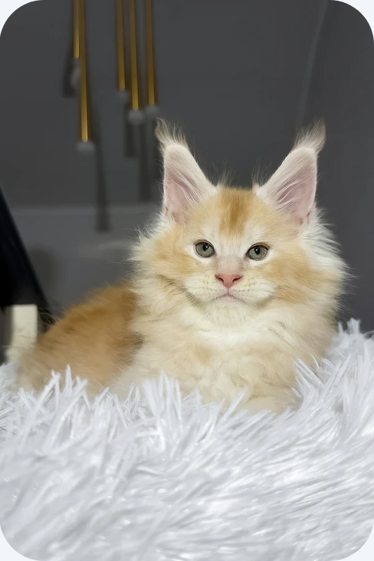 Male Maine Coon Kitten image 1