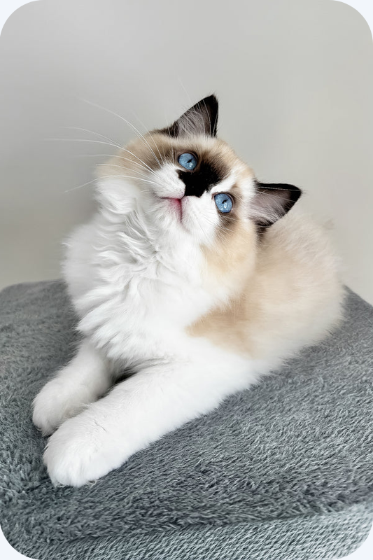 Ragdoll boy kitten image 1