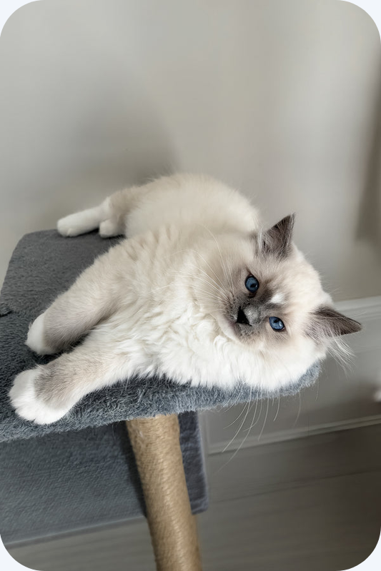 Ragdoll girl Kitten image 1