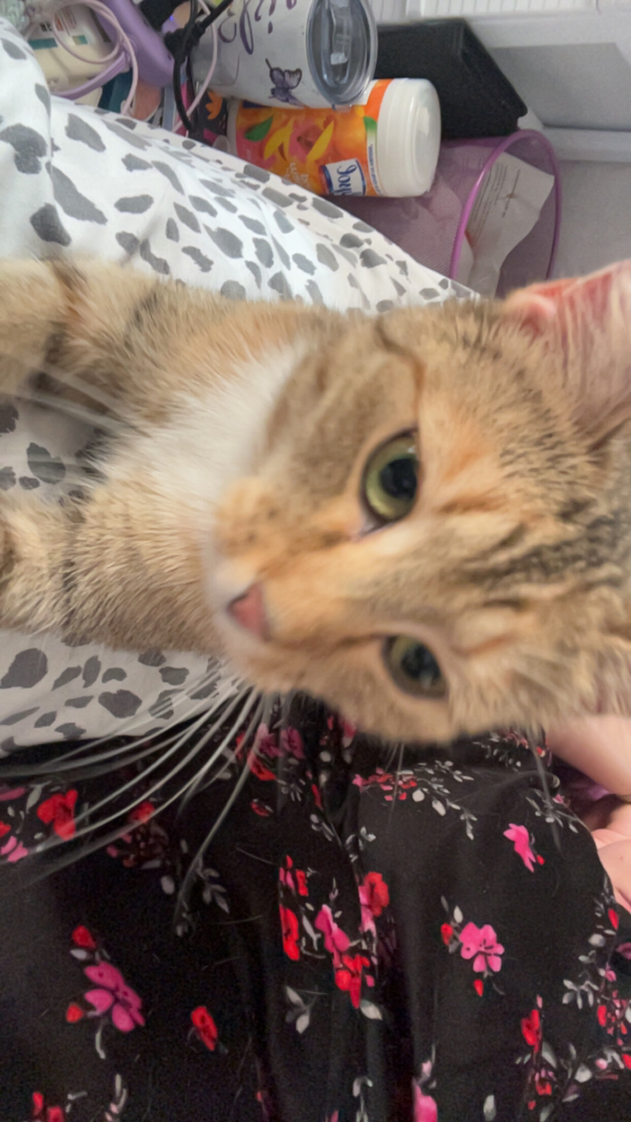 Lilac a tabby cat image 3