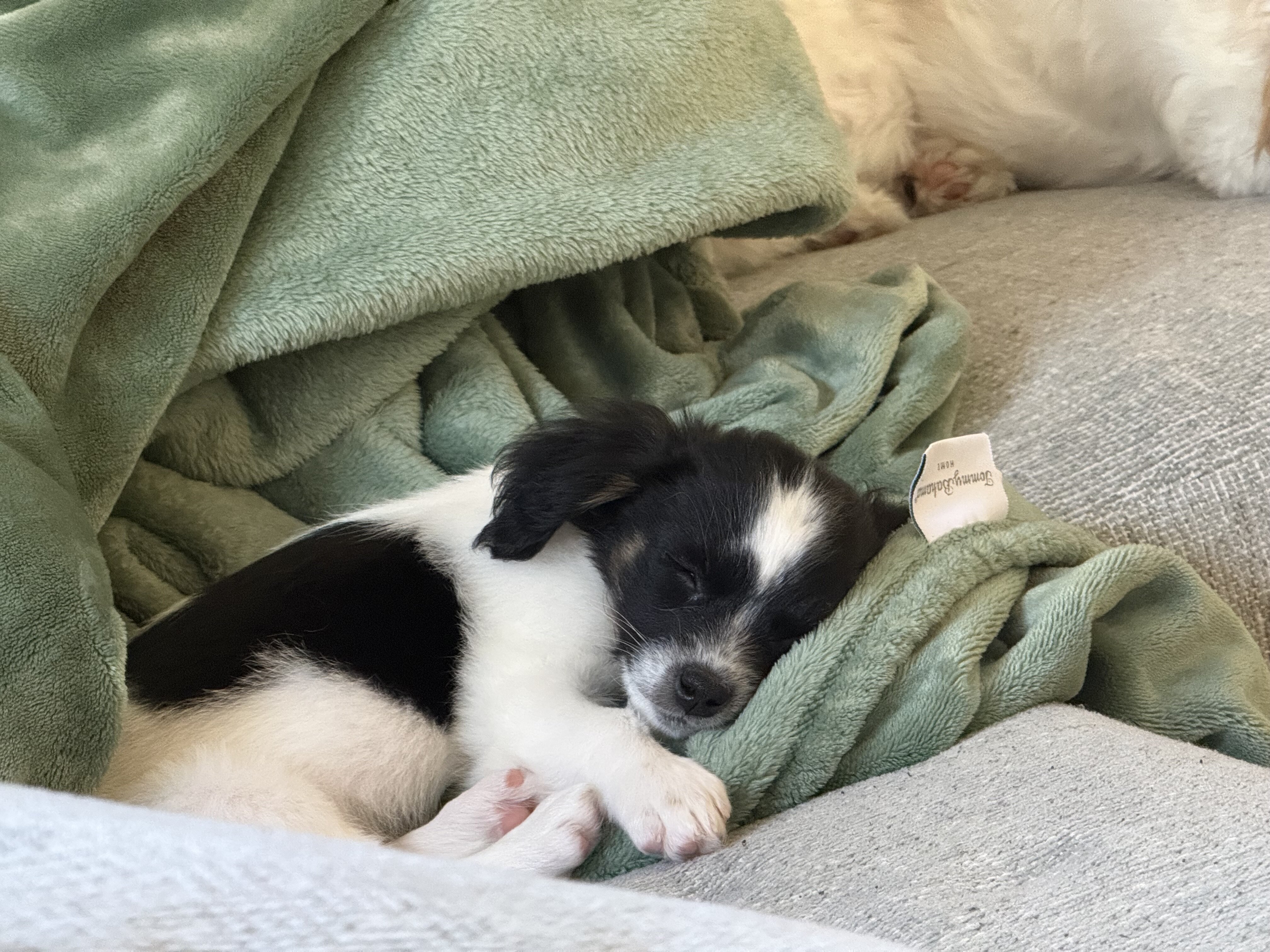 Maltese-Shih Tzu puppy image 9