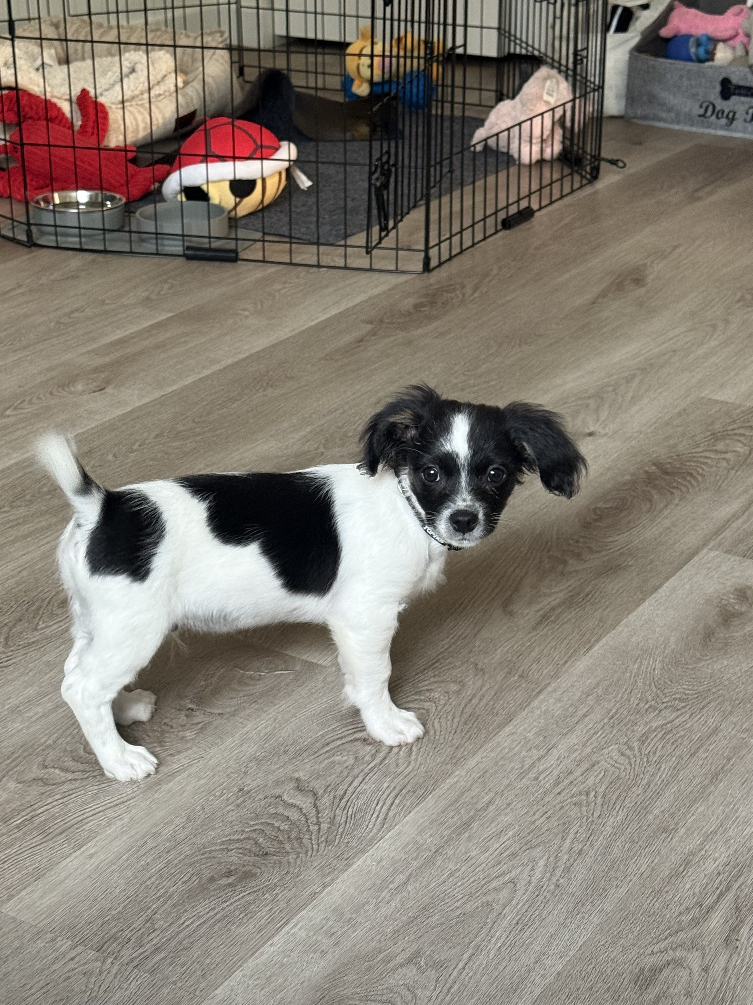 Maltese-Shih Tzu puppy image 2