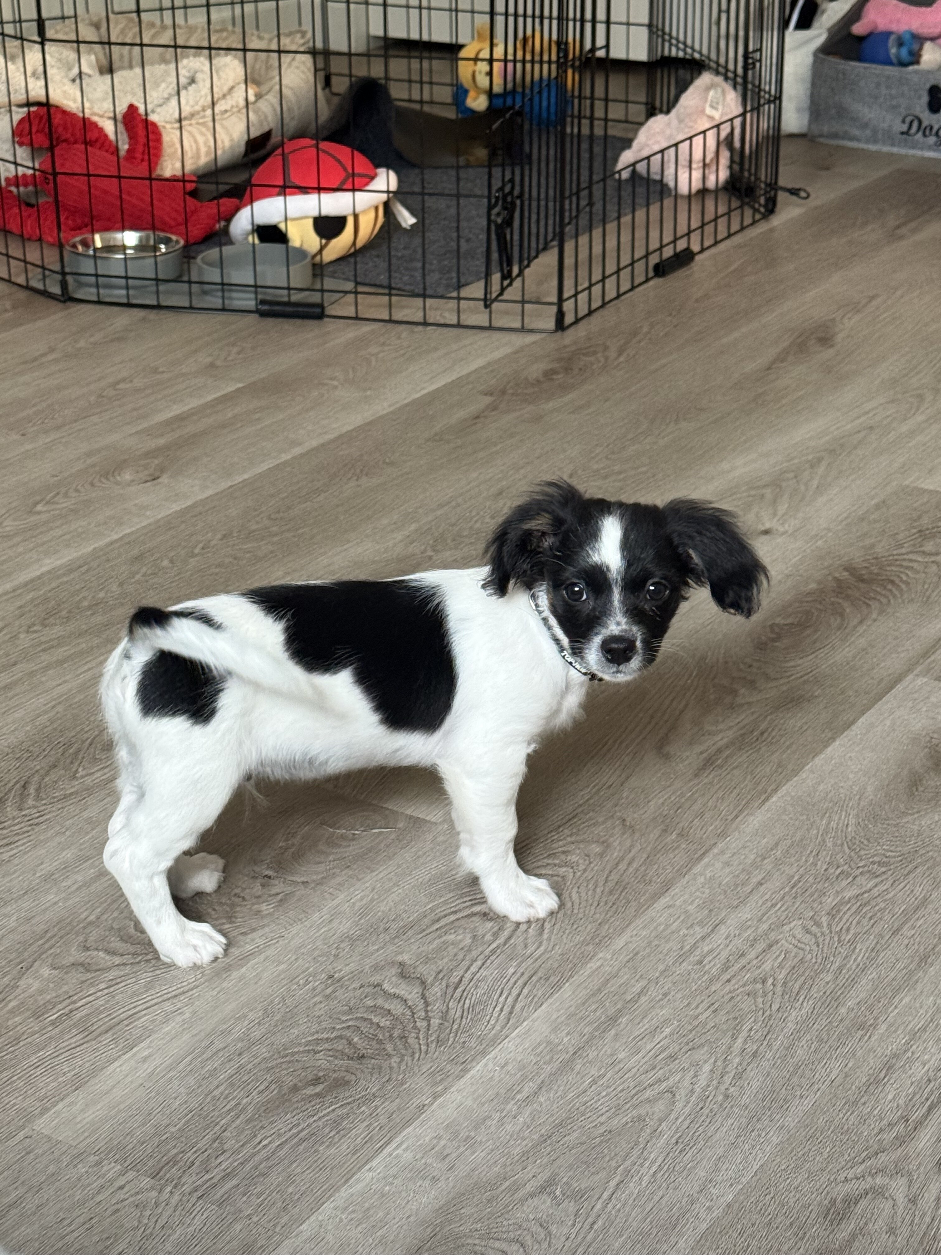 Maltese-Shih Tzu puppy image 6