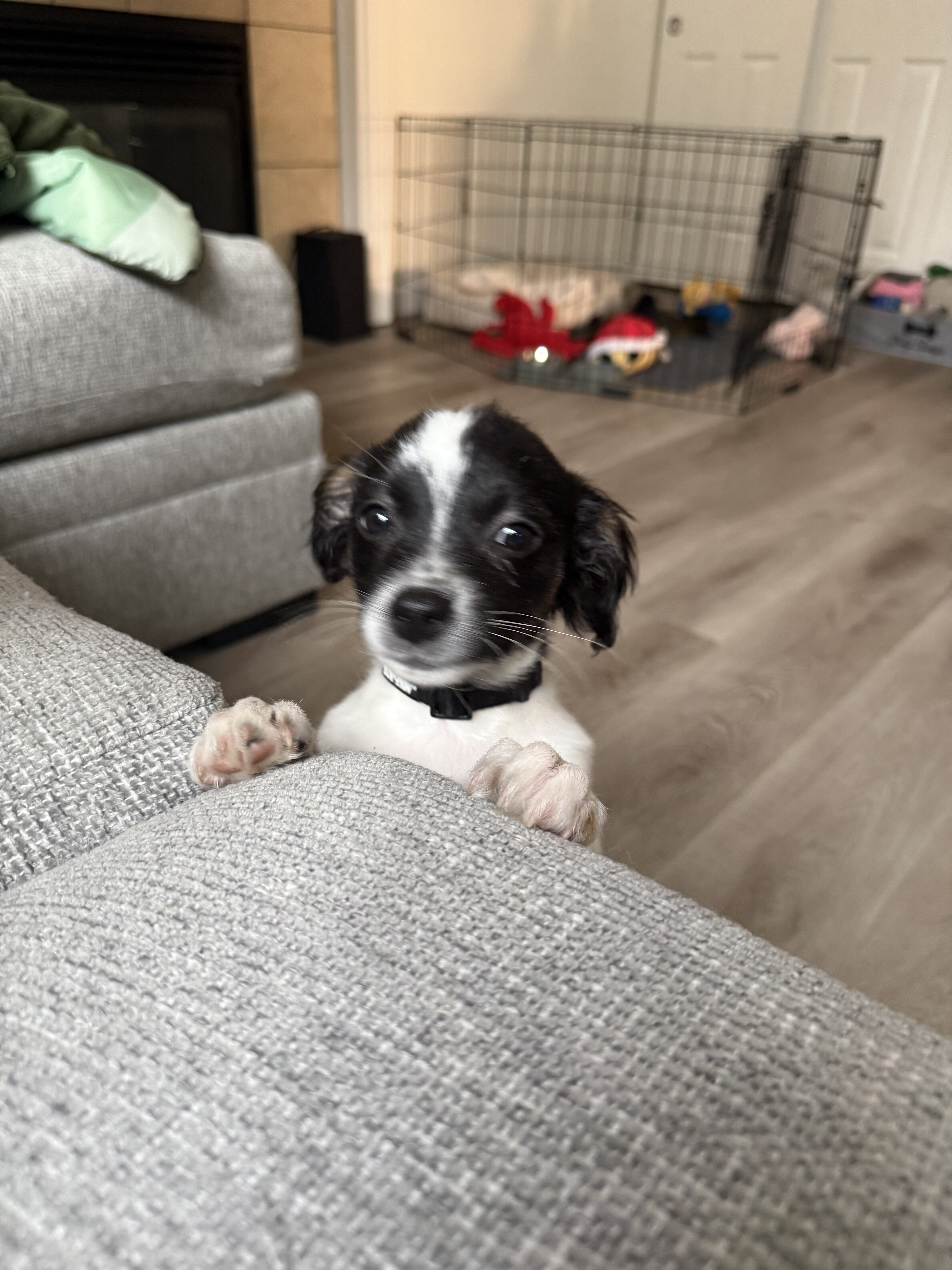 Maltese-Shih Tzu puppy image 4