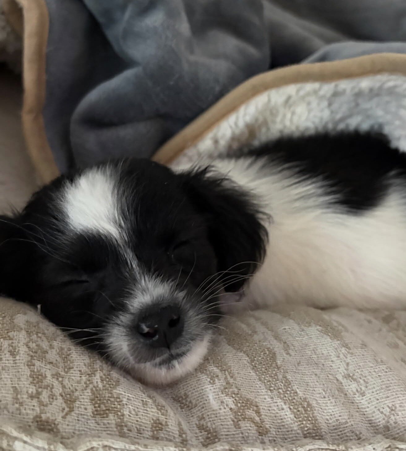 Maltese-Shih Tzu puppy image 1