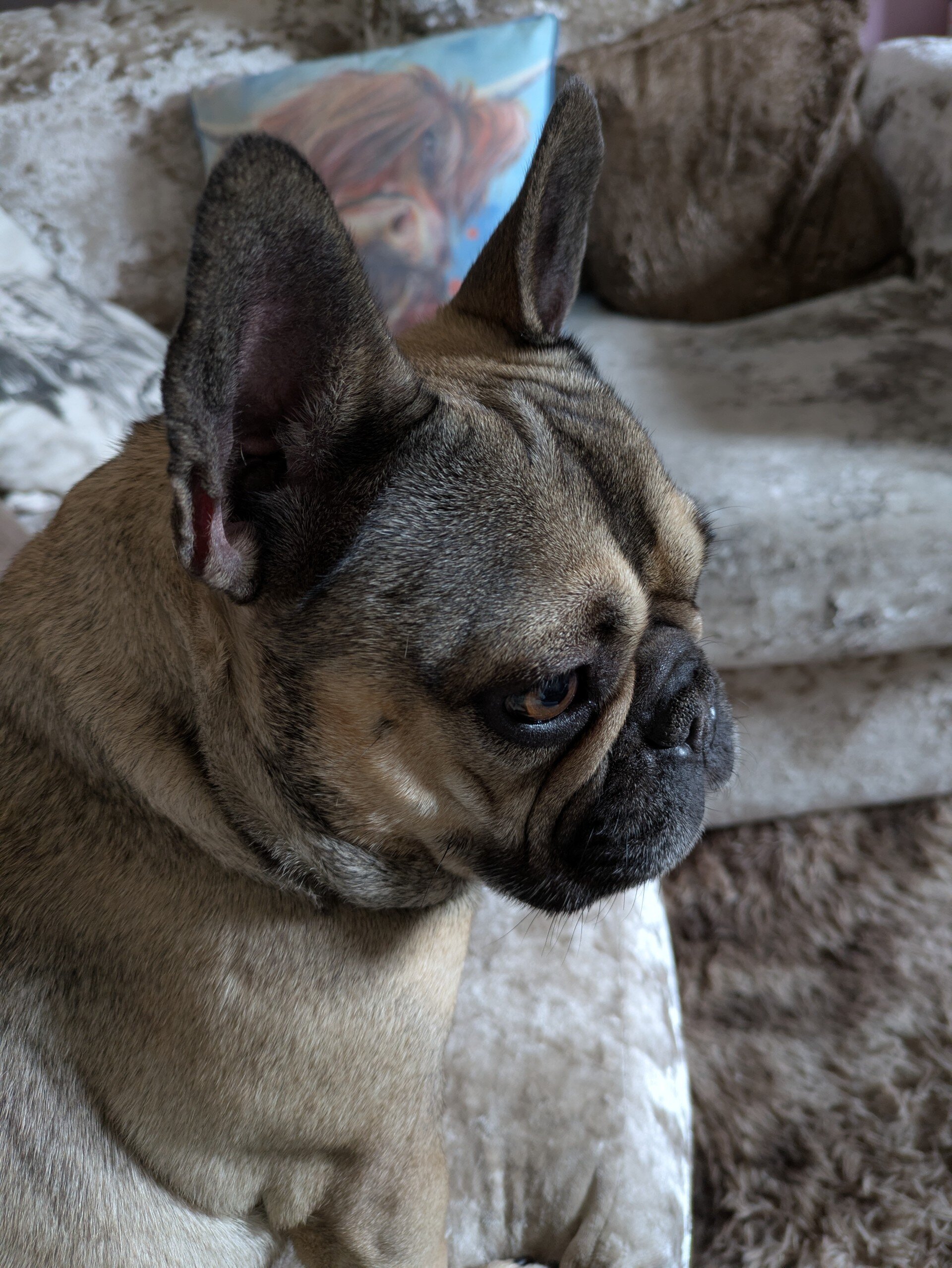 5 year old female French Bull dog. image 3