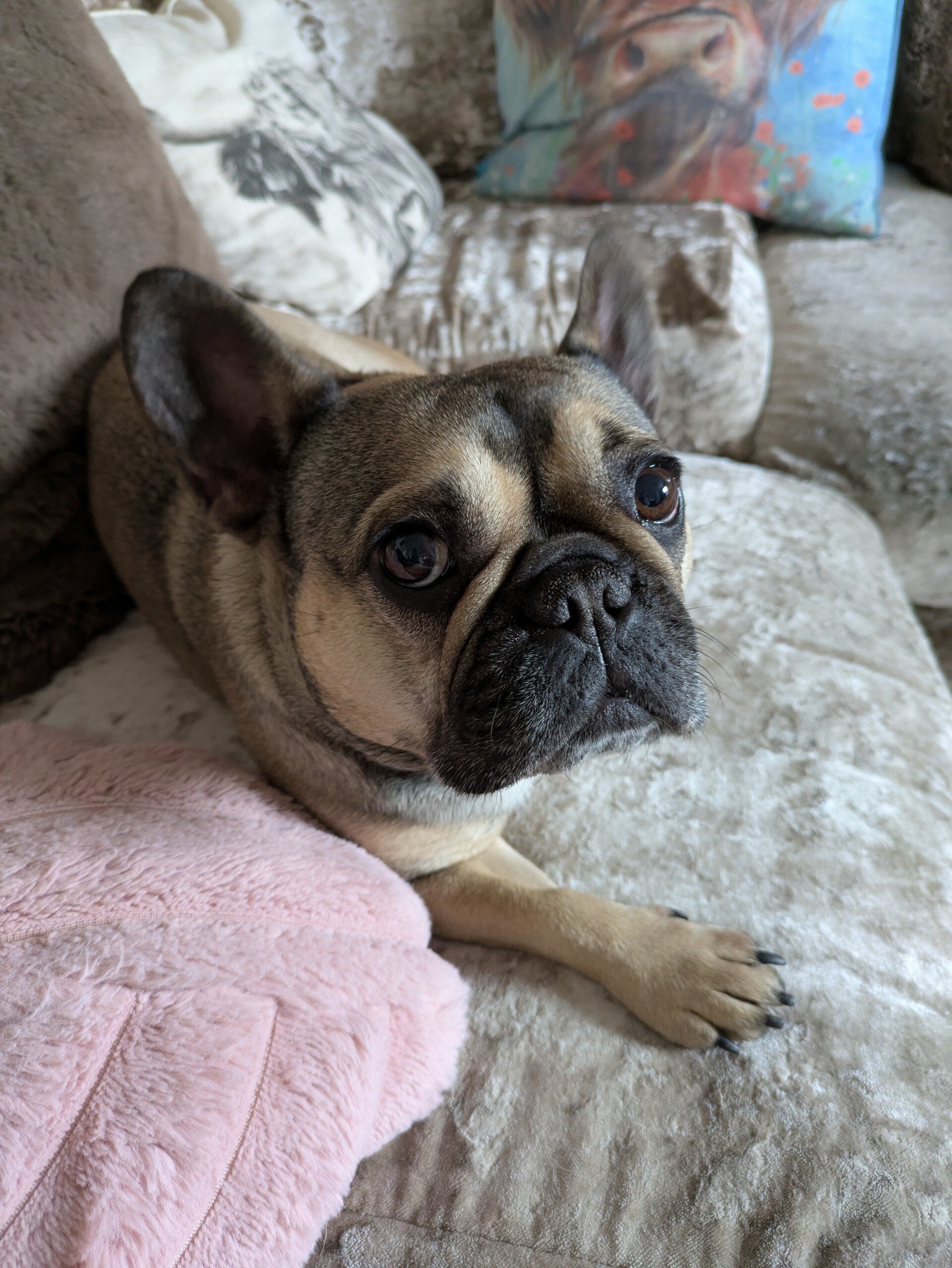 5 year old female French Bull dog. image 2
