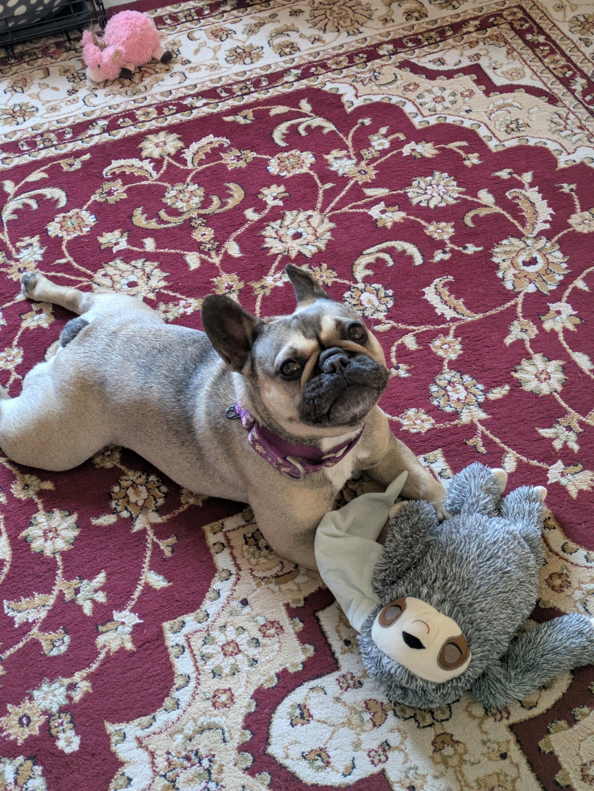 5 year old female French Bull dog. image 1