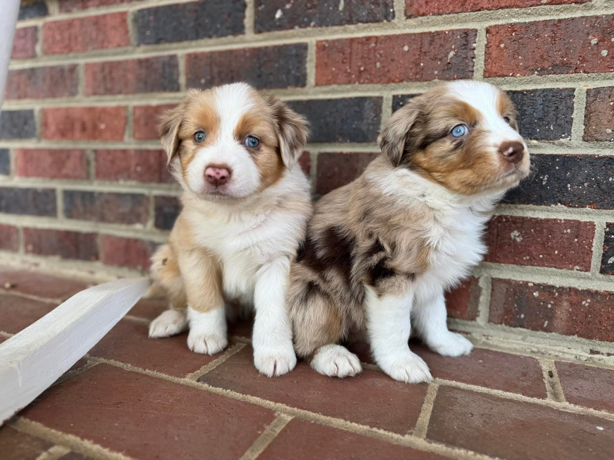 Cuddly Home Raise Aussies image 1