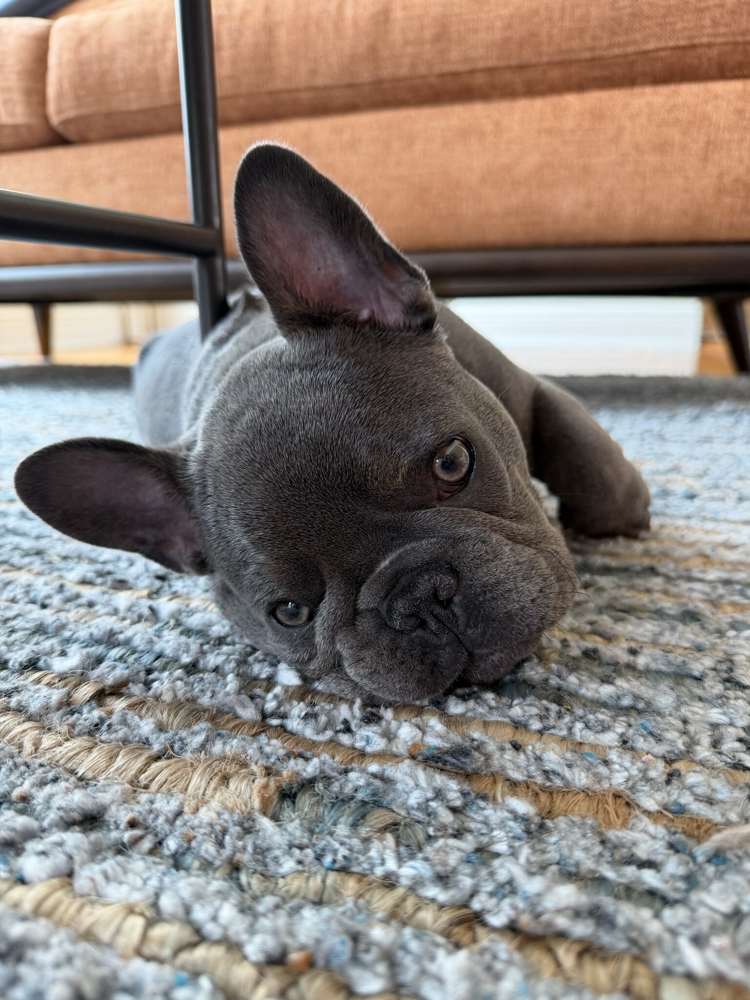 French bulldogs puppies image 2